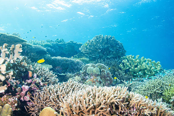 istock Video of beautiful coral reefs and fish schools 2208562835