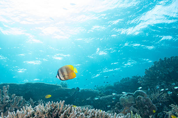 Video of beautiful coral reefs and fish schools