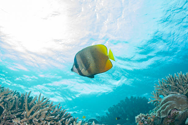 istock Video of beautiful coral reefs and fish schools 2208562848