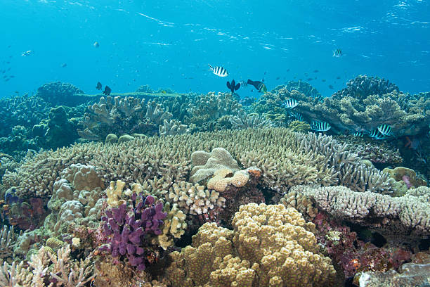 istock Video of beautiful coral reefs and fish schools 2208562869