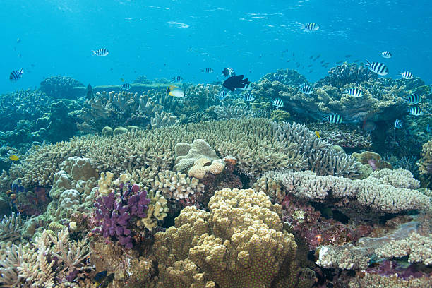 istock Video of beautiful coral reefs and fish schools 2208562870