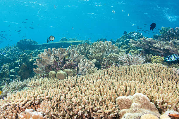 istock Video of beautiful coral reefs and fish schools 2208562871