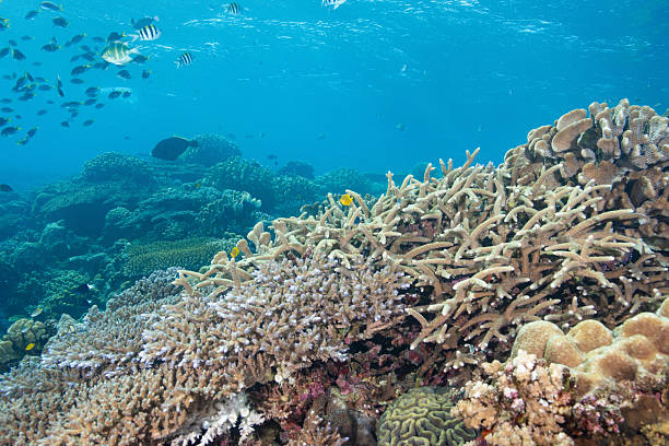 istock Video of beautiful coral reefs and fish schools 2208562879