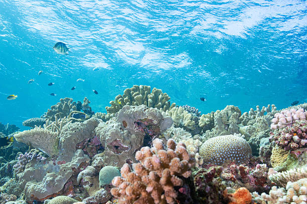 istock Video of beautiful coral reefs and fish schools 2208562930