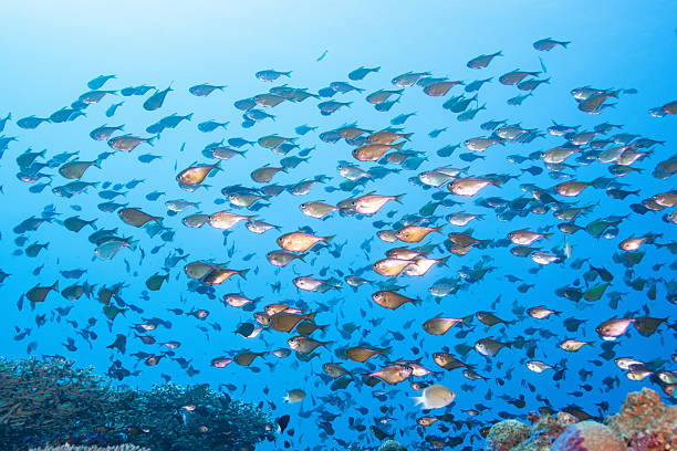 istock beautiful coral reefs and fish schools (silver sweeper) 2208562977