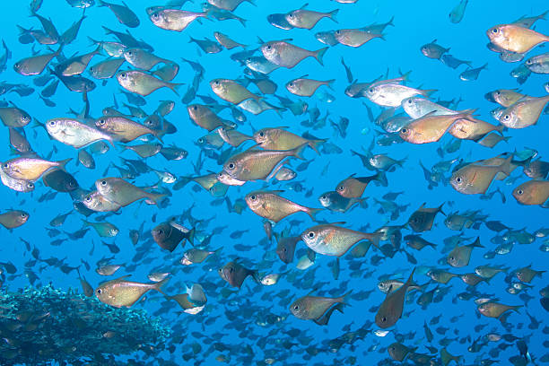 istock beautiful coral reefs and fish schools (silver sweeper) 2208562980