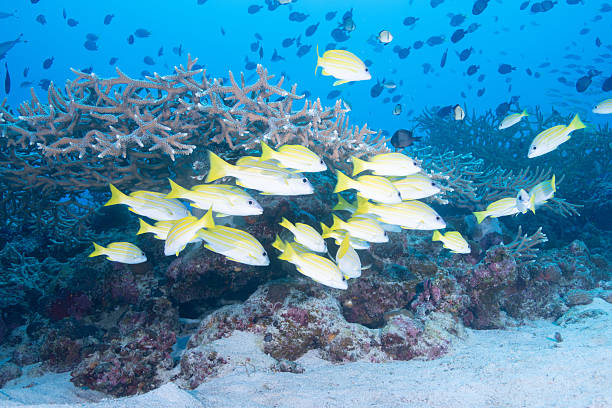 istock beautiful coral reefs and fish schools (Four-lined Snapper) 2208563059