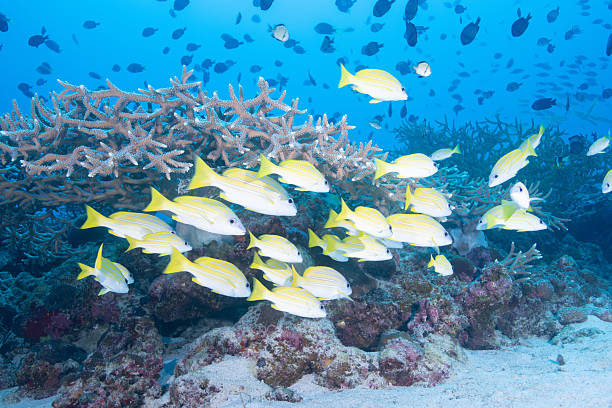 istock beautiful coral reefs and fish schools (Four-lined Snapper) 2208563072