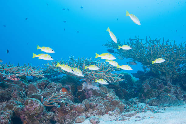 istock beautiful coral reefs and fish schools (Four-lined Snapper) 2208563079
