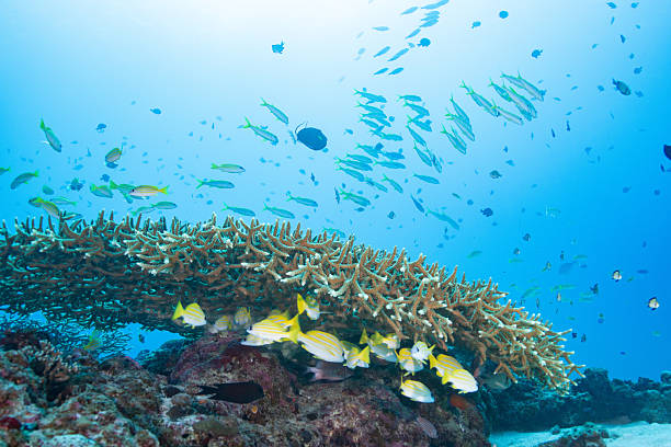 istock beautiful coral reefs and fish schools (Four-lined Snapper) 2208563095