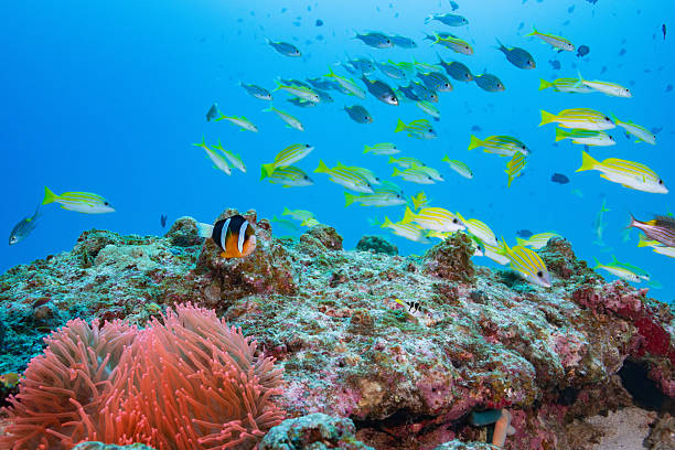 istock beautiful coral reefs and fish schools (Four-lined Snapper & clownfish) 2208563135