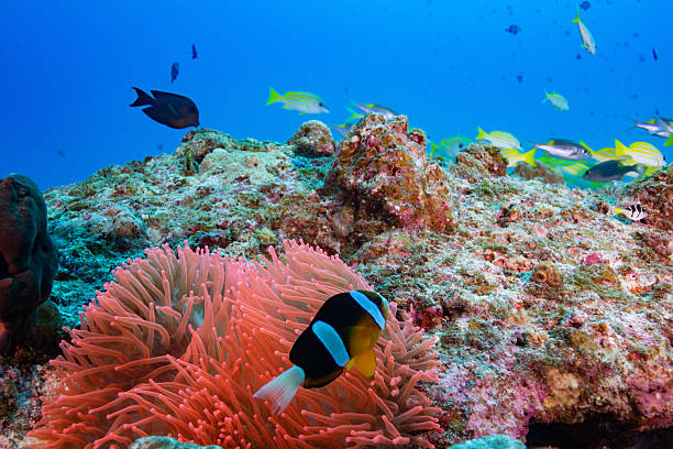 istock beautiful coral reefs and fish schools (Four-lined Snapper & clownfish) 2208563143