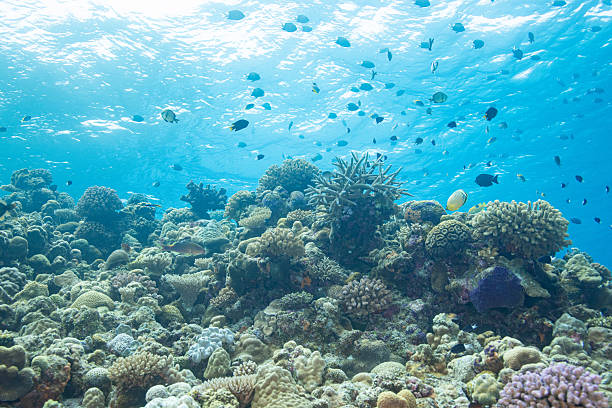 istock Beautiful underwater scenery of coral reefs 2208563171