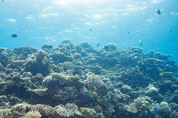 istock Beautiful underwater scenery of coral reefs 2208563176