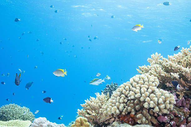 istock Beautiful underwater scenery of coral reefs 2208563189