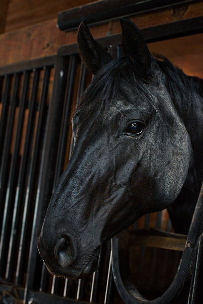 istock Close-Up of a Beautiful Black Horse Inside a Stable 2208563488