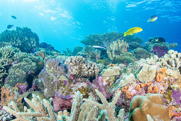 istock Beautiful underwater scenery of coral reefs 2208563602