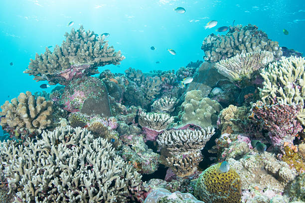 istock Beautiful underwater scenery of coral reefs 2208563605