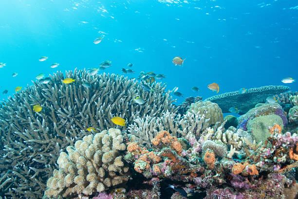 istock Beautiful underwater scenery of coral reefs 2208563634