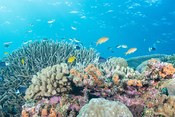 istock Beautiful underwater scenery of coral reefs 2208563635