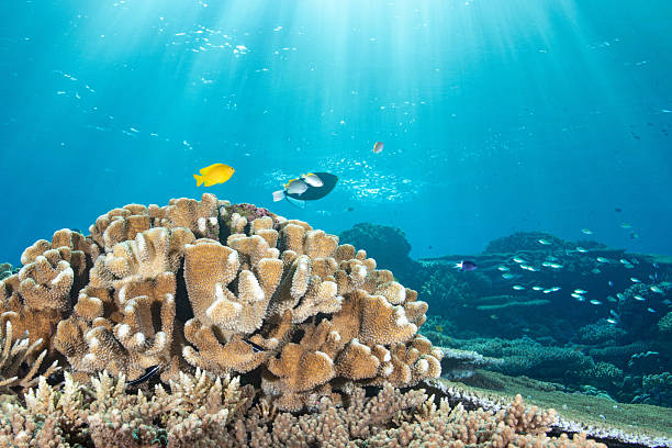 istock Beautiful underwater scenery of coral reefs 2208563670