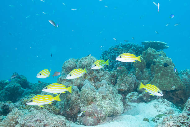 istock Beautiful underwater scenery of coral reefs and school of fish (Fourline snapper) 2208564897