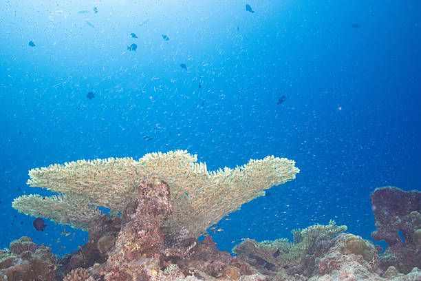 istock Beautiful underwater scenery of coral reefs 2208564963