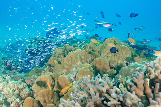 istock Beautiful underwater scenery of coral reefs 2208564985