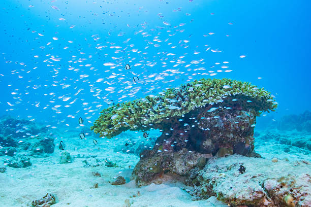 istock Beautiful  wild fish (Blue-green chromis) swimming in the blue sea 2208565026