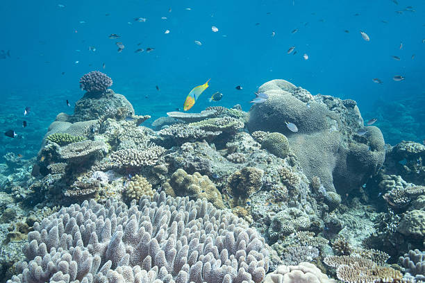 istock Beautiful underwater scenery of coral reefs 2208565286