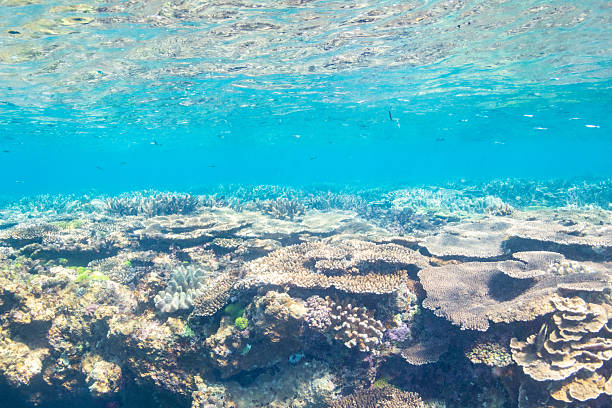 istock Beautiful underwater scenery of coral reefs 2208565297