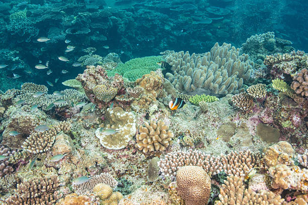 istock Beautiful underwater scenery of coral reefs 2208565306