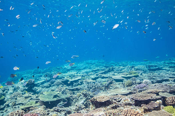 istock Beautiful underwater scenery of coral reefs 2208565337