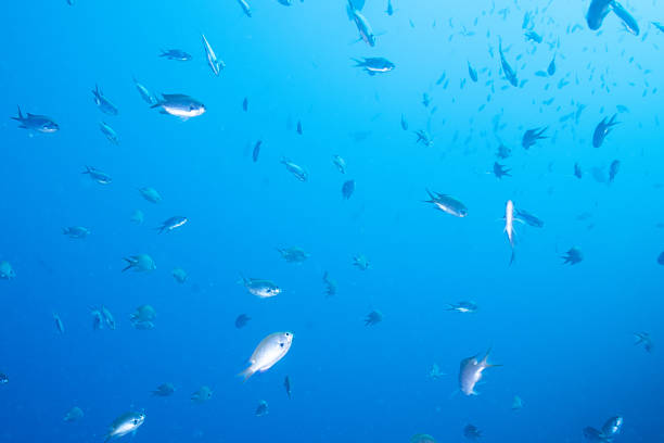 istock Fantastic and dynamic underwater schools of fish dancing in the blue sea (Damselfish) 2208565615