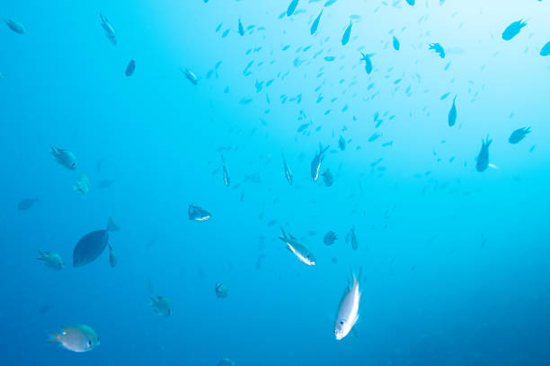 istock Fantastic and dynamic underwater schools of fish dancing in the blue sea (Damselfish) 2208565632
