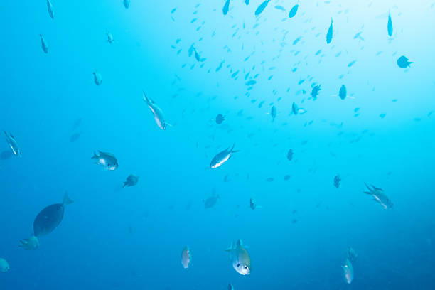 istock Fantastic and dynamic underwater schools of fish dancing in the blue sea (Damselfish) 2208565636