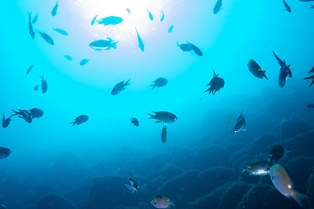 istock Fantastic and dynamic underwater schools of fish dancing in the blue sea (Damselfish) 2208565647