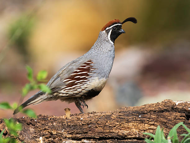 istock Male Gamble's Quail in Arizona 2208565704