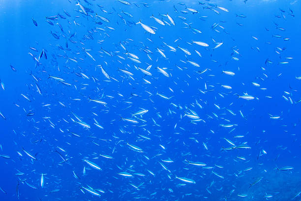 istock Fantastic and dynamic underwater schools of fish dancing in the blue sea (fusilier) 2208565983