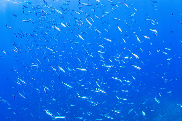 istock Fantastic and dynamic underwater schools of fish dancing in the blue sea (fusilier) 2208565984