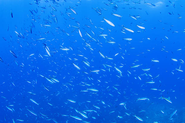 istock Fantastic and dynamic underwater schools of fish dancing in the blue sea (fusilier) 2208565997