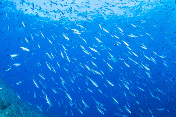 istock Fantastic and dynamic underwater schools of fish dancing in the blue sea (fusilier) 2208566014