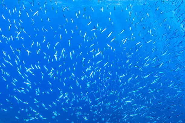 istock Fantastic and dynamic underwater schools of fish dancing in the blue sea (fusilier) 2208566030