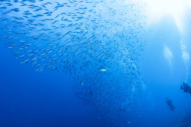istock Fantastic and dynamic underwater schools of fish dancing in the blue sea (fusilier) 2208566032