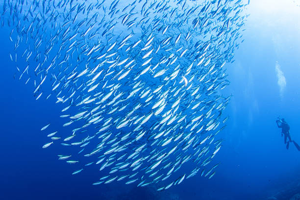 istock Fantastic and dynamic underwater schools of fish dancing in the blue sea (fusilier) 2208566058