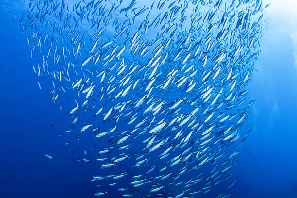 istock Fantastic and dynamic underwater schools of fish dancing in the blue sea (fusilier) 2208566060