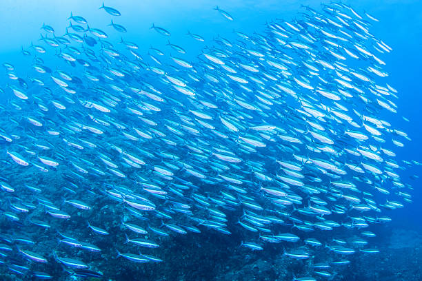 istock Fantastic and dynamic underwater schools of fish dancing in the blue sea (fusilier) 2208566098