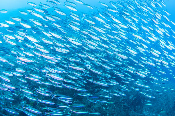 istock Fantastic and dynamic underwater schools of fish dancing in the blue sea (fusilier) 2208566099