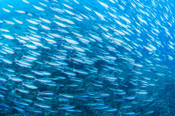 istock Fantastic and dynamic underwater schools of fish dancing in the blue sea (fusilier) 2208566104