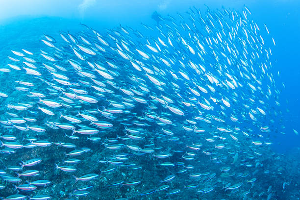 istock Fantastic and dynamic underwater schools of fish dancing in the blue sea (fusilier) 2208566142